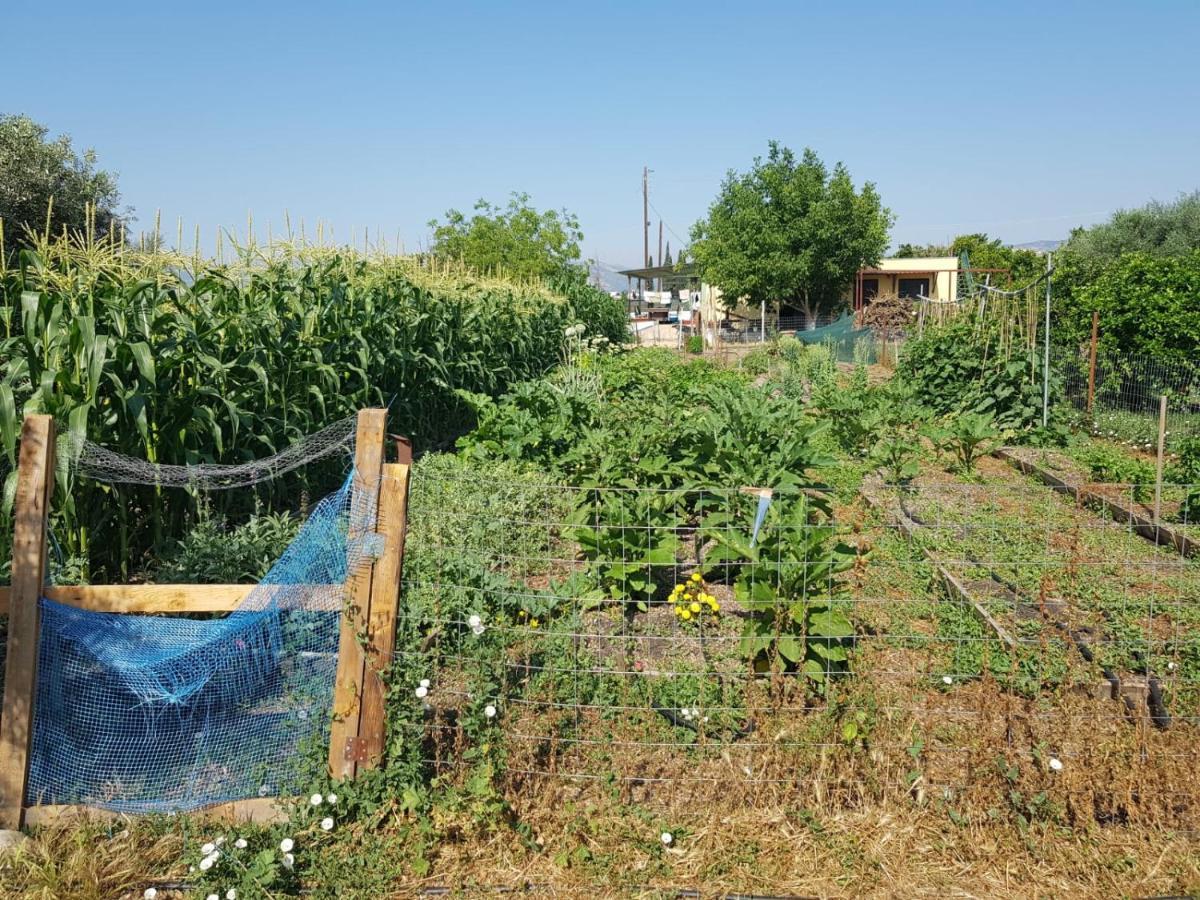 Eco Glamping With Pool Between Nafplio And Argos Buitenkant foto